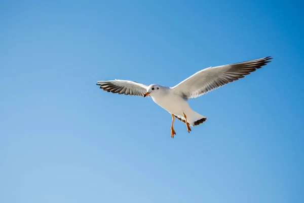 Gaivota Única Voando Fundo Azul Céu — Fotografia de Stock