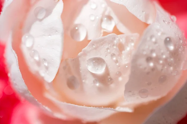 Beautiful colorful Rose with water drops on it