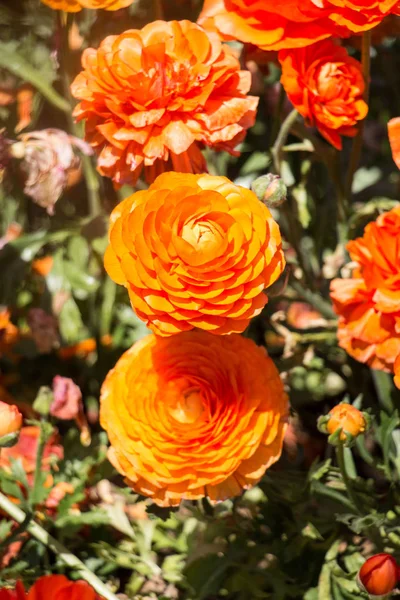 Fiori Tulipano Colorati Fioriscono Nel Giardino Primaverile — Foto Stock