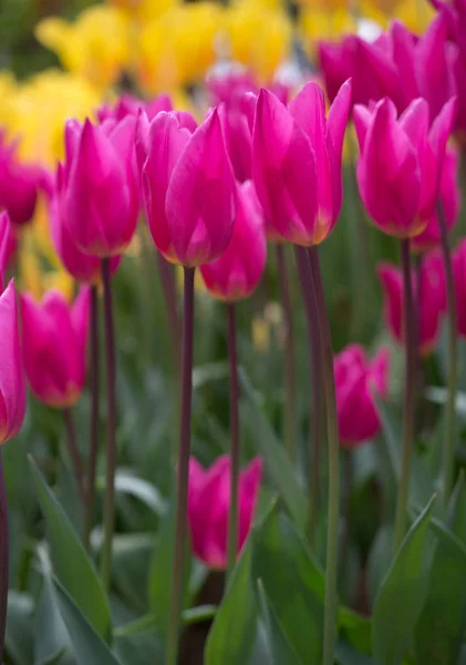 Flores Tulipán Colores Florecen Jardín Primavera — Foto de Stock