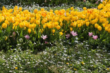 Bahar bahçesinde renkli lale çiçekleri açar.
