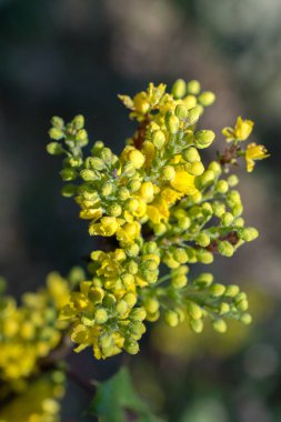Bahar mevsiminde ağaçlar çiçek açar.
