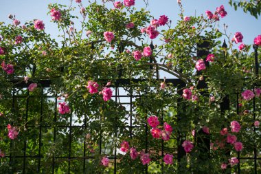 Güzel renk bir güneşli bahar gününde gül