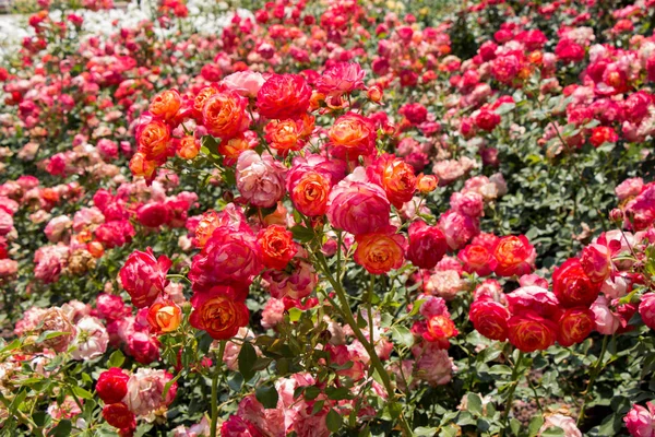 Çiçek arkaplanı gibi güzel renkli güller açıyor.