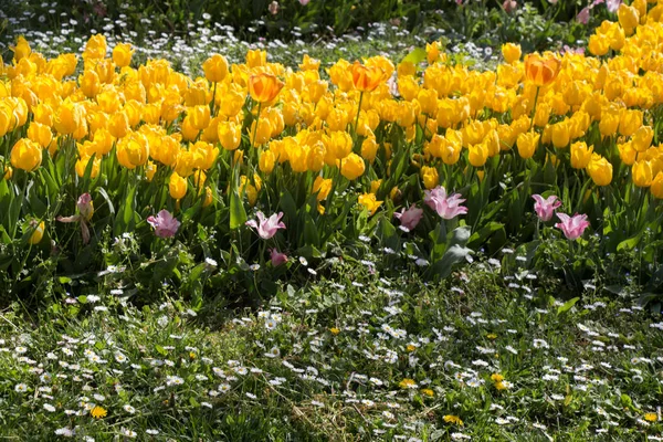 Bunte Tulpenblumen Blühen Frühlingsgarten — Stockfoto