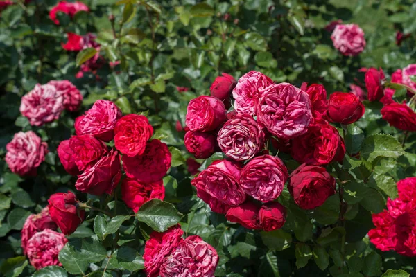 Kvetoucí Krásná Hromada Růží Jarní Zahradě — Stock fotografie