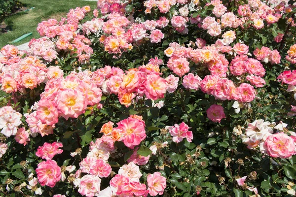 Blühende Schöne Bunte Rosen Als Floraler Hintergrund — Stockfoto