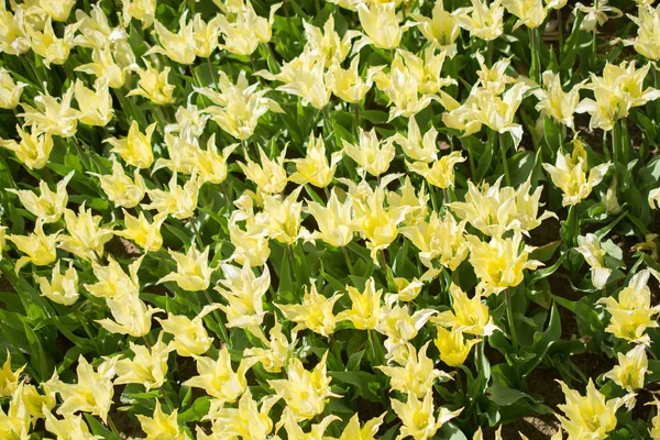 Flores Tulipán Colores Florecientes Jardín Como Fondo Floral —  Fotos de Stock