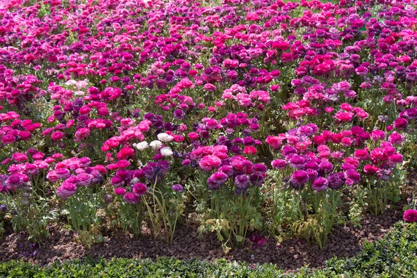 Blühende Blumen Blumiger Hintergrund — Stockfoto