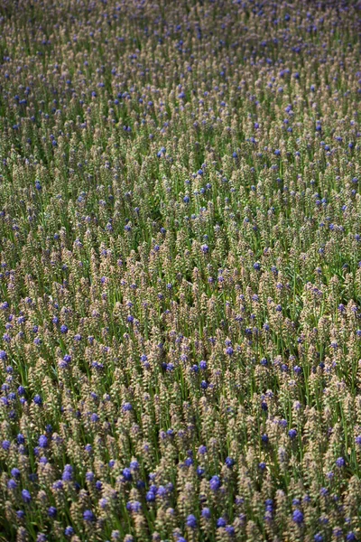 花を咲かせる花の背景色 — ストック写真