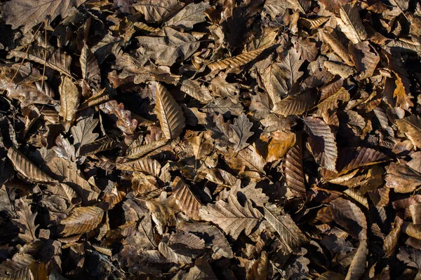 Getextureerde Achtergrond Van Herfst Seizoen Met Bladeren — Stockfoto