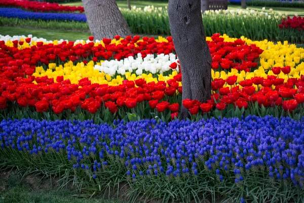 Giardino Dei Tulipani Pieno Vari Colori Tulipani Primavera — Foto Stock