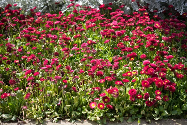 Flores Florescendo Fazer Uma Textura Fundo Floral — Fotografia de Stock