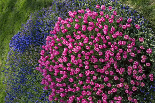 Virágzó Színes Tulipán Virágok Kertben Mint Virágos Háttér — Stock Fotó
