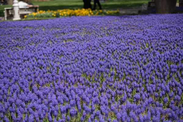 Virágzó Gyönyörű Színes Természetes Virágok Kilátás — Stock Fotó