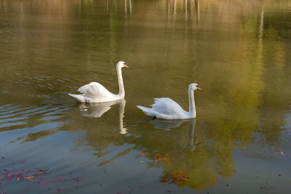 Cisnes Solitários Vivem Ambiente Natural — Fotografia de Stock