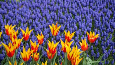 Bahar bahçesinde renkli lale çiçekleri açar.