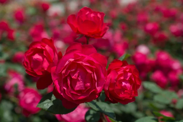 Floreciente Hermoso Ramo Rosas Jardín Primavera — Foto de Stock