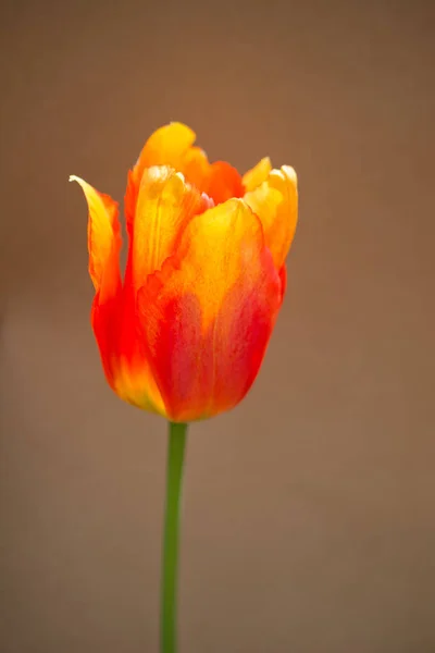 Bunte Tulpenblüte Mit Buntem Hintergrund — Stockfoto