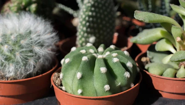 Küçük bir tencerede renkli bir kaktüs bitkisi