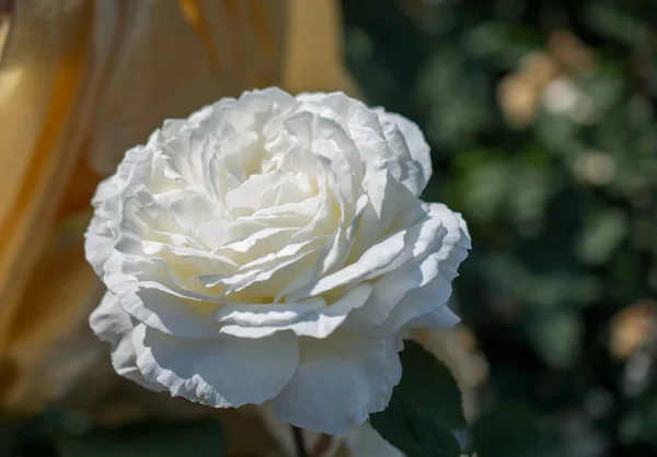 Floraison Belle Rose Colorée Dans Jardin Fond Nature — Photo