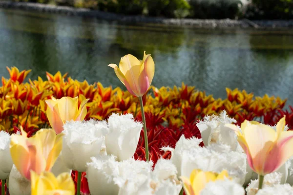 Piękne Tulipany Świeże Przyrodzie Okresie Wiosennym — Zdjęcie stockowe