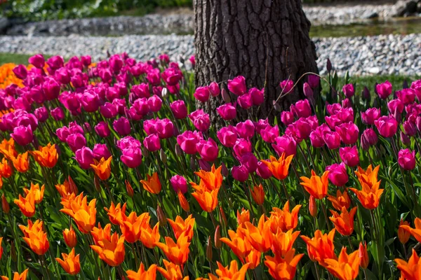 Tulipes Différentes Couleurs Dans Nature Printemps — Photo