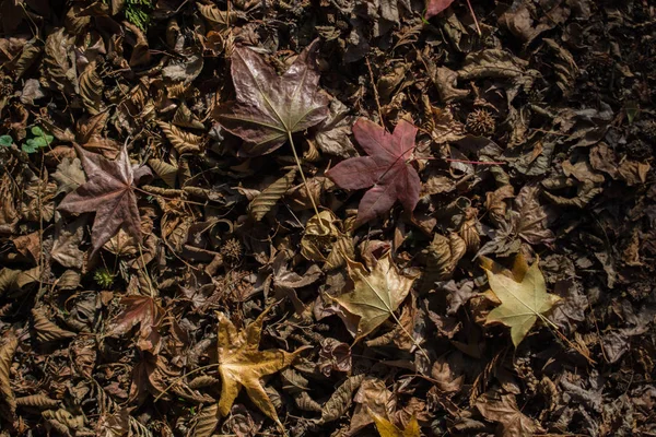 Kuru sonbahar mevsimi yaprakları görünürde