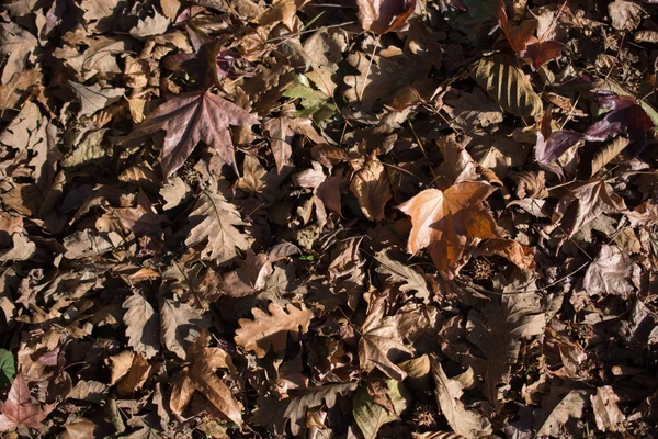 Texturerad Bakgrund Höstsäsongen Med Blad — Stockfoto