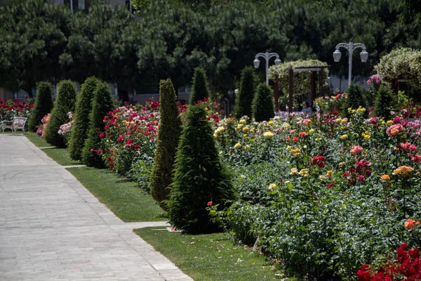 Bahçede Çiçek Açan Genç Bir Ağaç — Stok fotoğraf