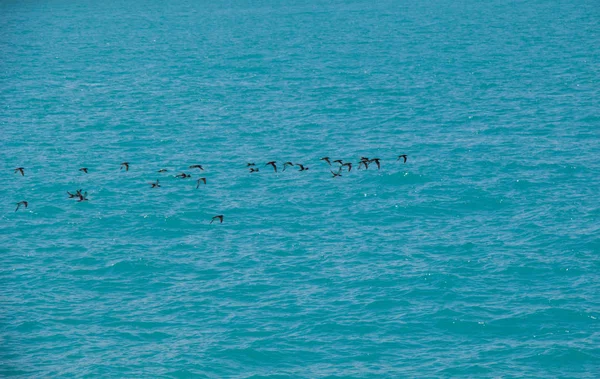 Vogelschwarm Auf Dem Wasser Mit Wasseroberfläche Hintergrund — Stockfoto