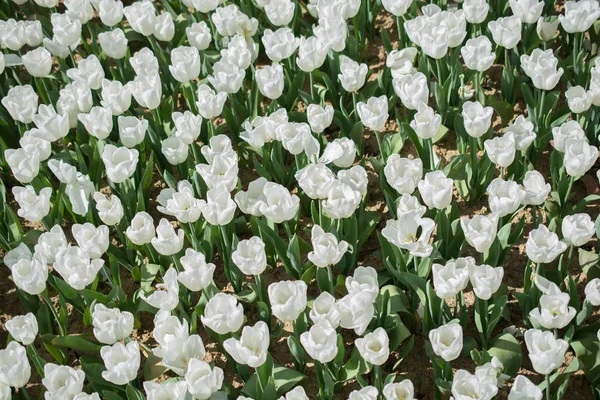 Flores Tulipa Coloridas Florescendo Jardim Como Fundo Floral — Fotografia de Stock