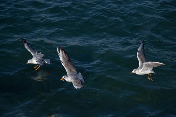 Mouettes Volant Dans Ciel Dessus Mer — Photo