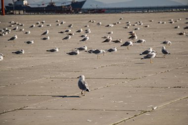 Martılar beton zeminde dinleniyorlar.