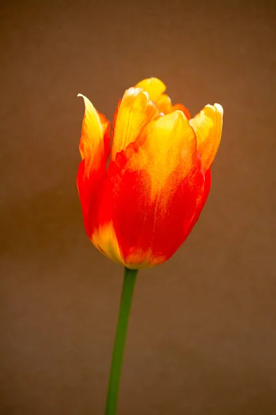 Цветущий Цветок Тюльпана Ярком Фоне — стоковое фото