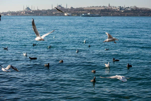 Martılar deniz sularının üzerinde ve üzerinde