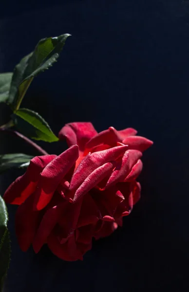 Прекрасна Троянда Чорним Тлом — стокове фото