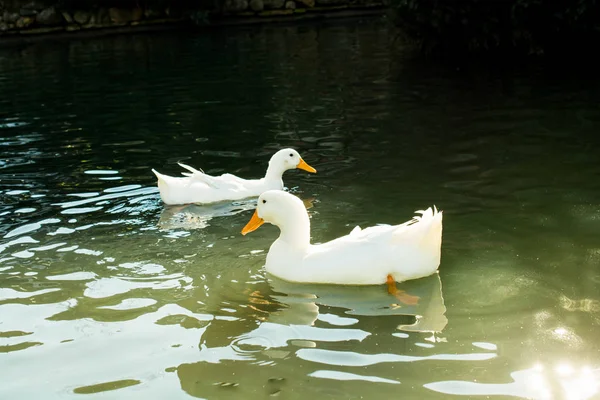 Weiße Enten Schwimmen Frühling Einem Teich — Stockfoto