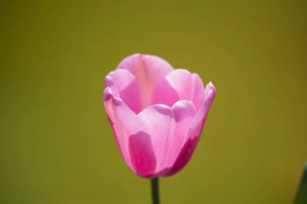 Барвисті Квіти Тюльпанів Цвітуть Барвистим Фоном — стокове фото