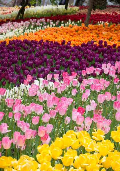 Kwitnące Kolorowe Kwiaty Tulipan Ogrodzie Jako Tło Kwiatowe — Zdjęcie stockowe