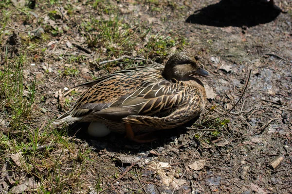 Wild Duck Sitting Egg Side Pond — Stock Photo, Image