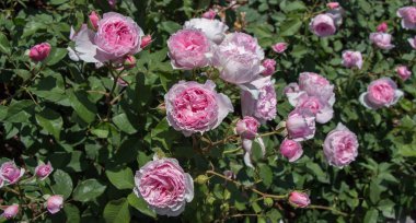 Renkli bir arkaplan olarak açan bahar çiçekleri