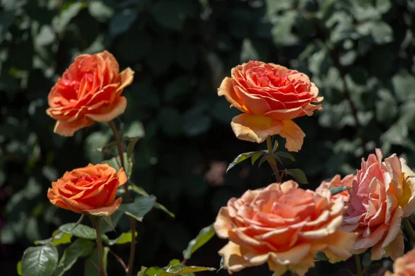 Fioritura Belle Rose Colorate Sullo Sfondo Del Giardino — Foto Stock