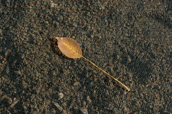 Jeden Samostatný Suchý List Podzimních Časů — Stock fotografie