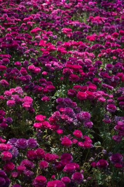 Çiçek arkaplanı olarak çiçek açan renkli lale çiçekleri