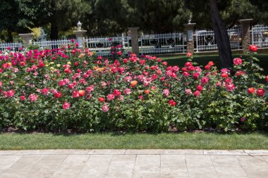 Çiçek açan gül çalılarının yakınına