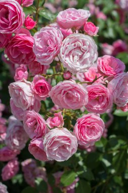 Bahar bahçesinde çiçek açan güzel güller