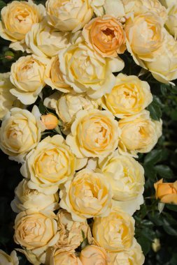 Çiçek arkaplanı gibi güzel renkli güller açıyor.