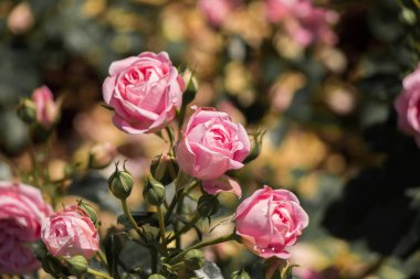 Bahçenin arka planında çiçek açan güzel renkli güller.