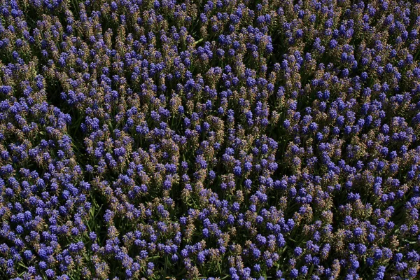 Flores Florecientes Hacen Una Textura Fondo Floral — Foto de Stock